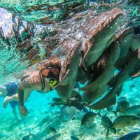 Snorkeling