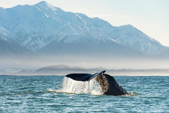 New Year’s Day long weekend in Kaikoura