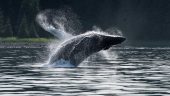 Humpbacks, Orcas, and Seals