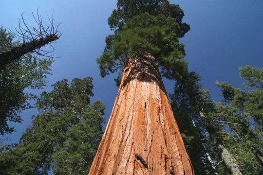 MLK Day in Sequoia and Kings Canyon National Park
