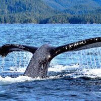 Private & Custom Tours