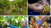 Lessons in Cacao