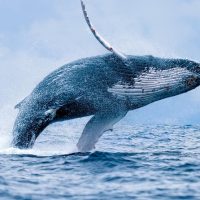 Cruises, Sailing & Water Tours