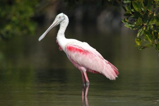 4th of July in Everglades National Park