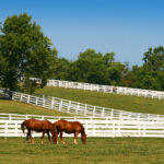 Top Lexington activities