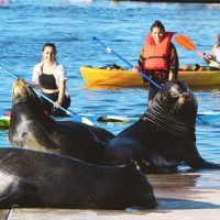 Kayaking & Canoeing