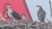 Birding in the Salt Marsh and Beyond