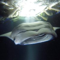 Cruises, Sailing & Water Tours