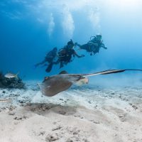 Scuba Diving