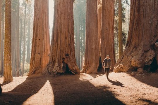 President's Day in Sequoia and Kings Canyon National Park