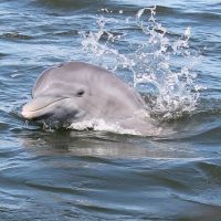 Cruises, Sailing & Water Tours