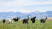Alpacas of Montana tour