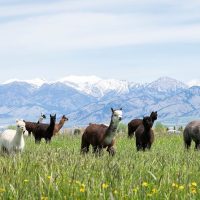 Walking & Biking Tours