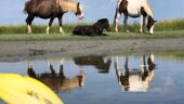 Guided wildlife kayak tour