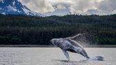 Whale watching enthusiasts