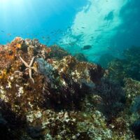 Scuba Diving