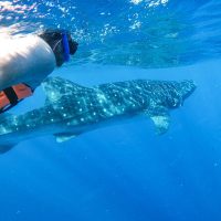 Dolphin & Whale Watching