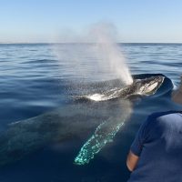 Dolphin & Whale Watching