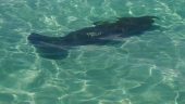 Beautiful Day Awesome friendly guide Capt. Dale