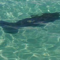 Snorkeling