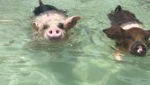 All pigged out