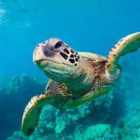 Snorkeling