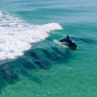 Dolphin & Whale Watching