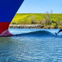 Dolphin & Whale Watching