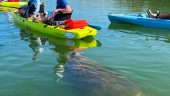 Kayak tour