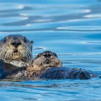 Shore Excursions