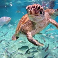 Shore Excursions
