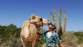 Wonderful time with full belly, strong tequila and friendly camels!