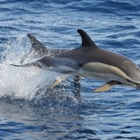 Dolphin & Whale Watching