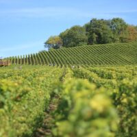 Private Sightseeing Tours