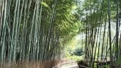 Bamboo Forest