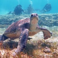 Scuba Diving