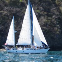 Dolphin & Whale Watching