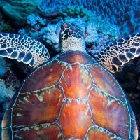 Snorkeling