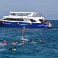 Dolphin & Whale Watching