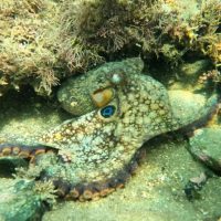 Snorkeling