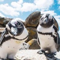 Audio Guided Tours