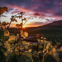 Wine Tasting & Winery Tours