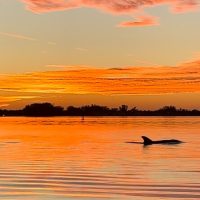 Dolphin & Whale Watching