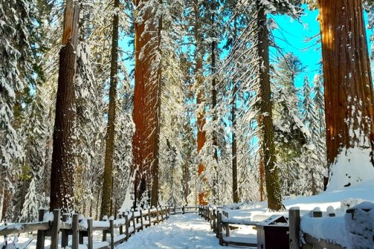 New Year’s Day long weekend in Sequoia and Kings Canyon National Park
