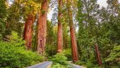 The Best 4 Hours You Can Spend in the Sequoias!
