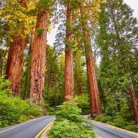 Luxury Tours