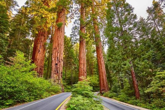 Veteran's Day in Sequoia and Kings Canyon National Park