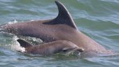 Family Friendly & Upclose Views of Dolphins
