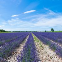 Walking & Biking Tours