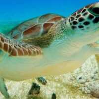 Cruises, Sailing & Water Tours